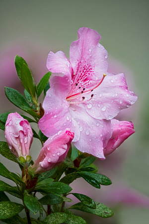 Rhododendron - Oregon