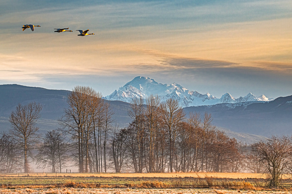 Swans and Mount Baker at Sunrise