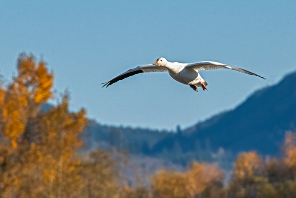 Snow Goose - Skagit Valley, WA