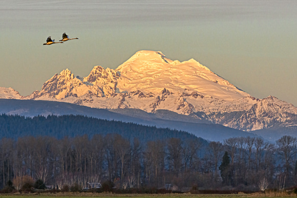 Trumpeter Swans and Mount Baker, WA