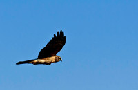 Northern Harrier - Bosque del Apache National Wildlife Refuge