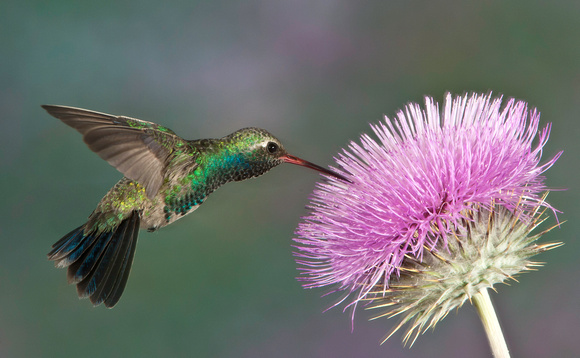 Broadbilled Hummingbird - Arizona