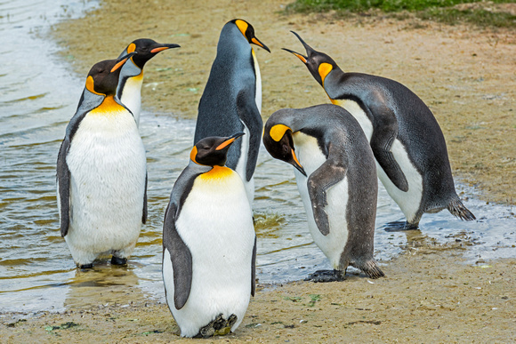 King Penguins-Falkland Islands