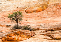 Tenacious Pine - Zion National Park