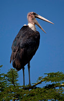 Marabou Stork - Lake Nakuru National Park