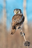 Northern Hawk Owl Hovering