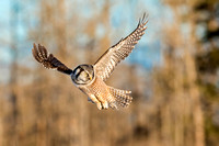 Northern Hawk Owl Hovering