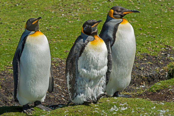 King Penguins-Falkland Islands