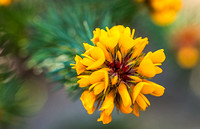 Flowering Evergreen