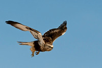 Red Tail Hawk