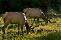 Elk in Velvet - Colorado
