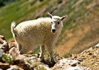 Mountain Goat - Colorado