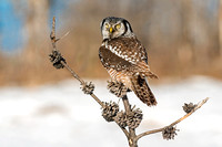 Northern HawkNorthern Hawk Owl Hovering Owl at Rest