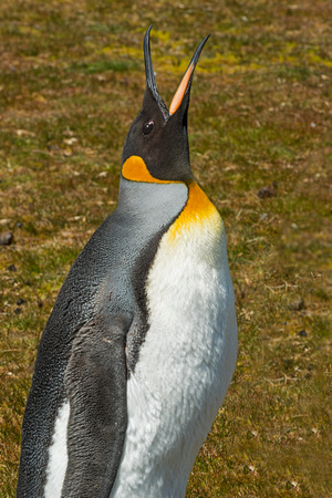 King Penguin-Falkland Islands