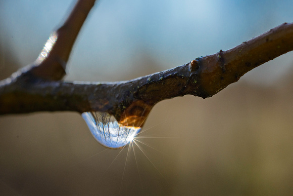 Raindrop on Alder Branch - Oregon