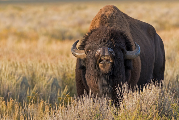 Teton National Park Buffalo
