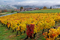 Beaujolais, France - Grape Vines Autumn