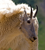 Mountain Goat - Colorado