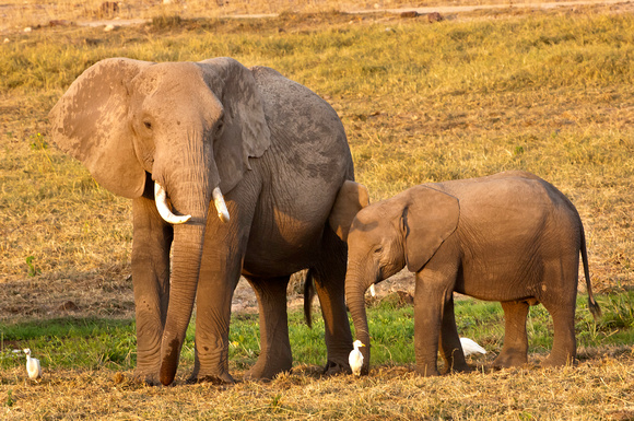 Elephants - Amboseli National Park