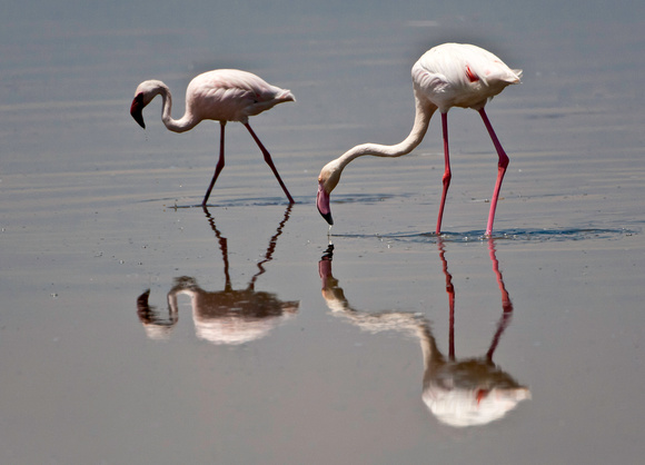 Flamingos - Lake Nakuru National Park
